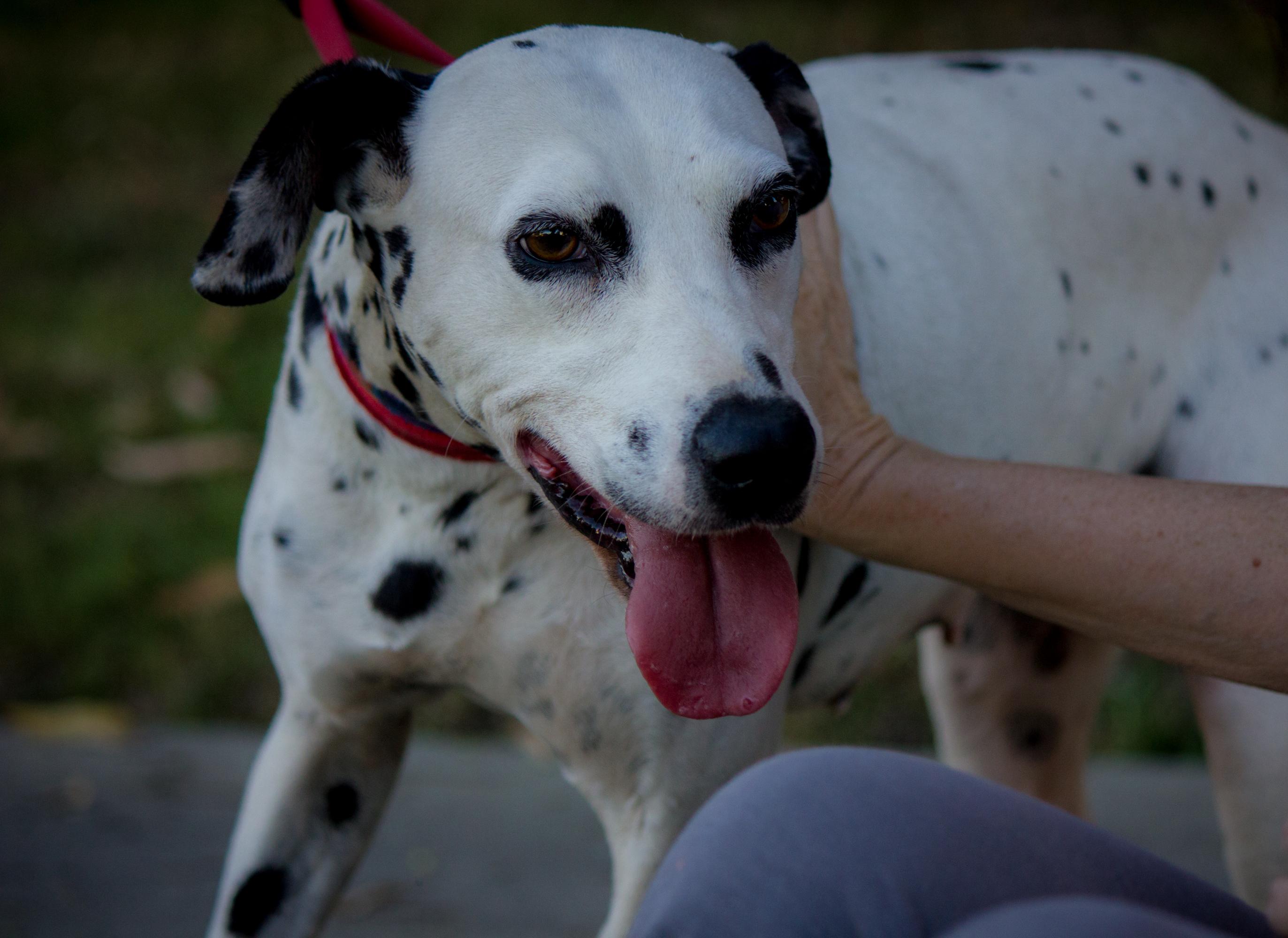 Teena - Needs Donors  Only, an adoptable Dalmatian in San Diego, CA, 92104 | Photo Image 3