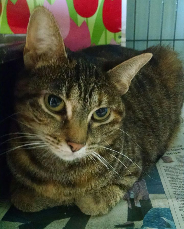 Cat for adoption - Margarita, a Tiger in Monticello, IL | Petfinder