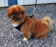 Magoo -Resident Angel (Permanent Sanctuary Foster), an adoptable Pekingese in Quentin, PA, 17083 | Photo Image 2