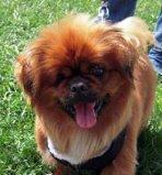 Magoo -Resident Angel (Permanent Sanctuary Foster), an adoptable Pekingese in Quentin, PA, 17083 | Photo Image 3