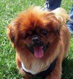 Magoo -Resident Angel (Permanent Sanctuary Foster) 3