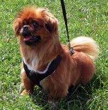 Magoo -Resident Angel (Permanent Sanctuary Foster), an adoptable Pekingese in Quentin, PA, 17083 | Photo Image 4