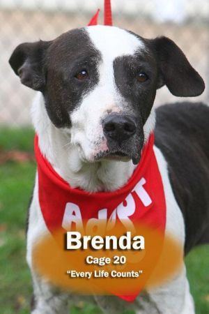 ISO-2 Brenda/ADOPTED
