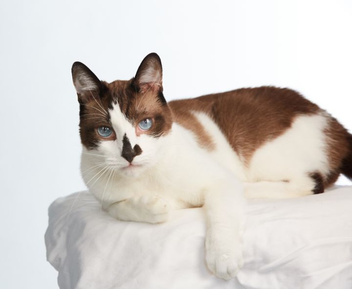 Choccy, an adoptable Siamese Mix in Los Angeles, CA_image-1
