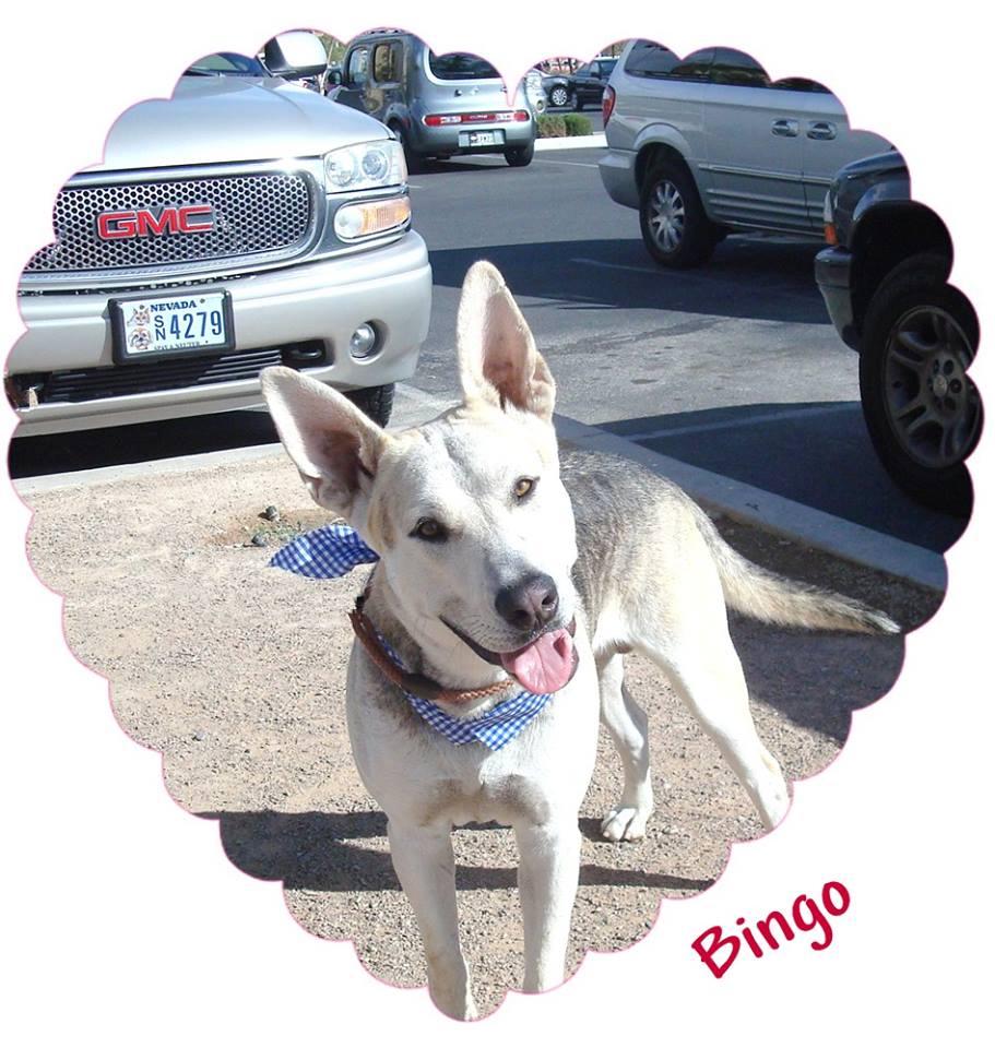 Bingo, an adoptable Shepherd, Husky in Las Vegas, NV, 89136 | Photo Image 2