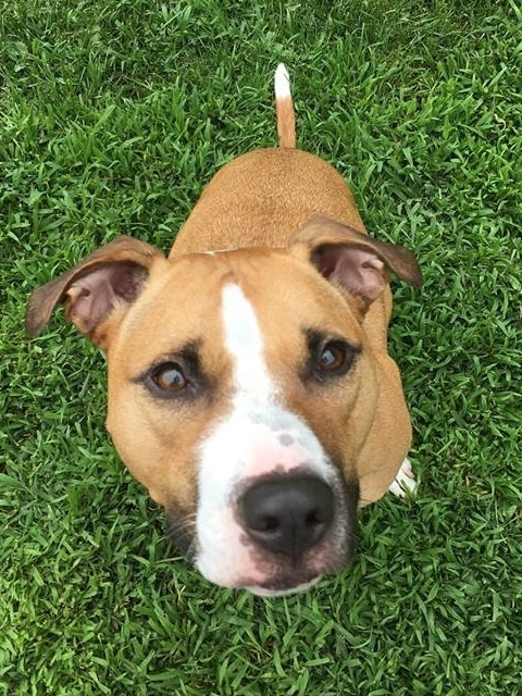 Chyna - very smart!, an adoptable American Staffordshire Terrier, Pit Bull Terrier in Shell Lake, WI, 54871 | Photo Image 2