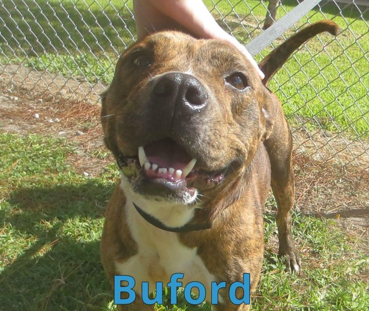 Buford 3