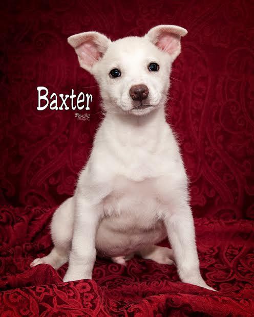 Baxter 1