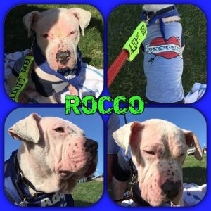 Rocco