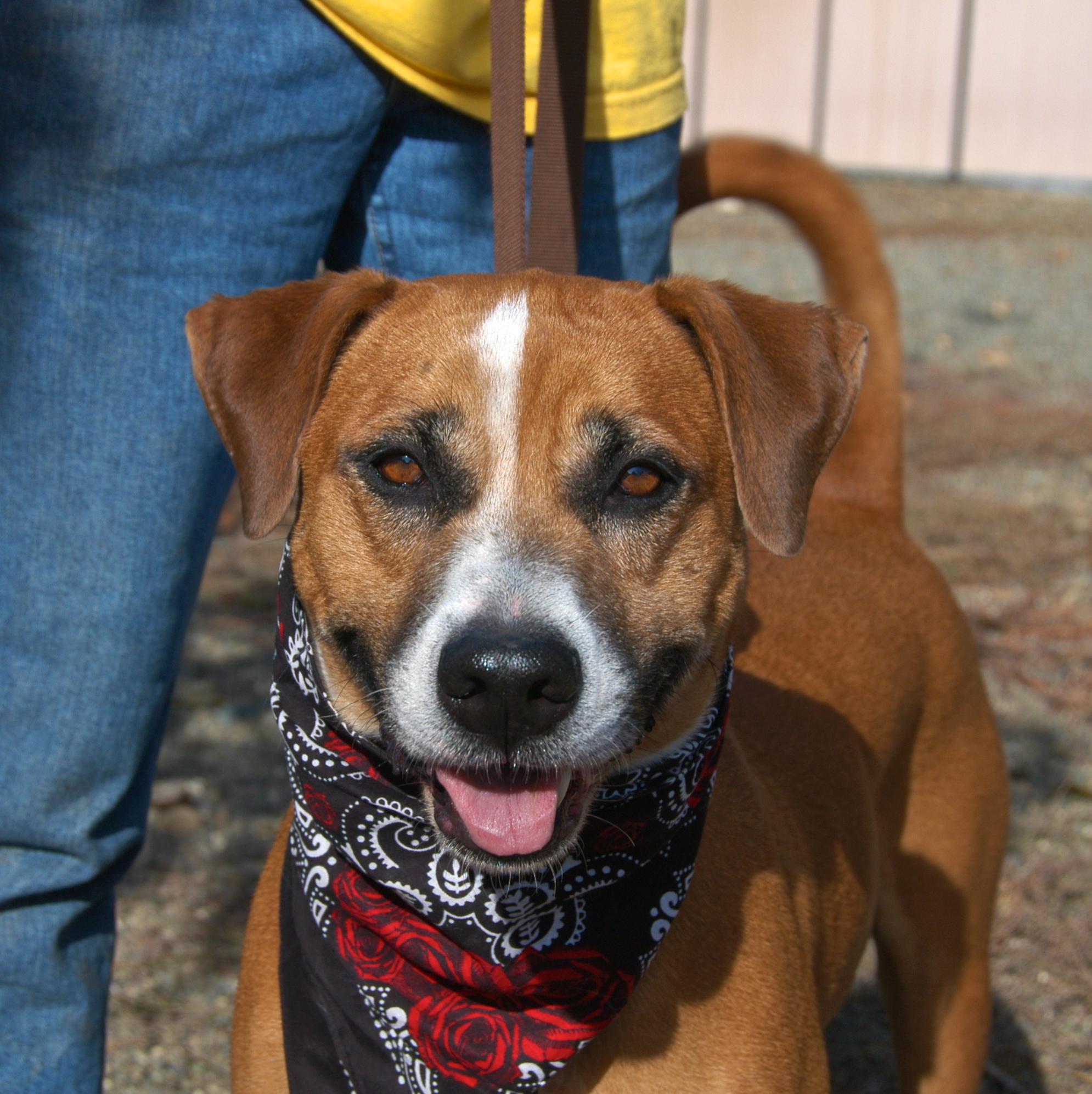 RJ, an adoptable Hound in Woodland, CA, 95695 | Photo Image 1