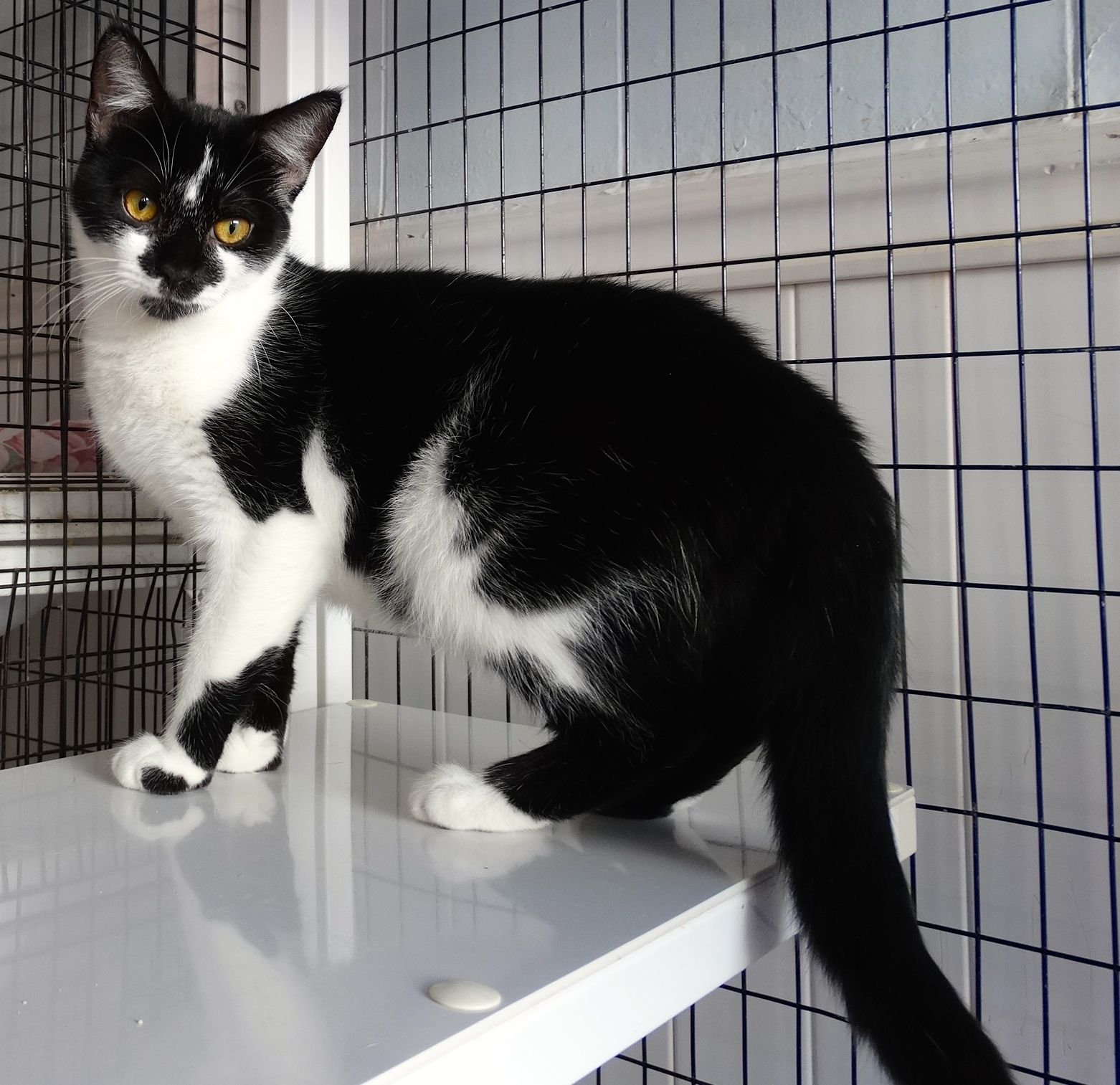 Annabel, an adoptable Domestic Short Hair, Extra-Toes Cat / Hemingway Polydactyl in Colonia, NJ, 07067 | Photo Image 2