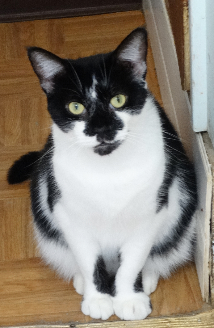 Annabel, an adoptable Domestic Short Hair, Extra-Toes Cat / Hemingway Polydactyl in Colonia, NJ, 07067 | Photo Image 1