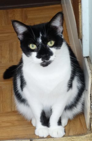 Annabel, Adult Female unknown