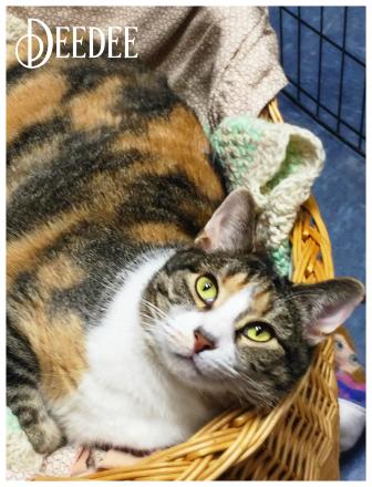 Dee Dee, an adoptable Calico in Valparaiso, IN, 46385 | Photo Image 2