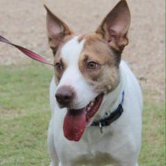 Sport, an adoptable Bull Terrier in Walker, LA, 70785 | Photo Image 1