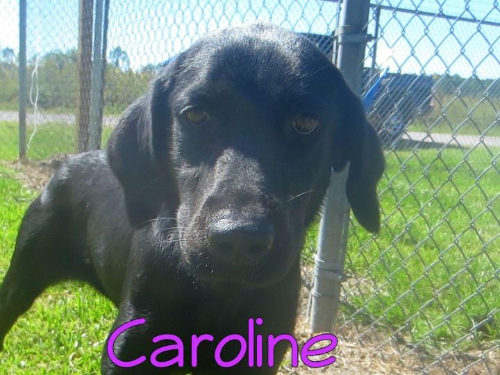 Caroline 1