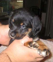 Teddy, an adoptable Border Collie, Labrador Retriever in Floresville, TX, 78114 | Photo Image 2