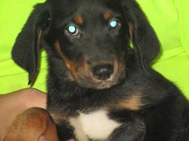 Teddy, an adoptable Border Collie, Labrador Retriever in Floresville, TX, 78114 | Photo Image 3