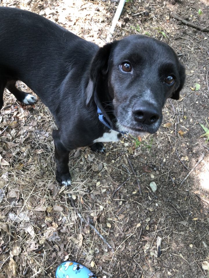 Dog For Adoption Misty A Beagle Black Labrador Retriever Mix In Wilmington Nc Petfinder