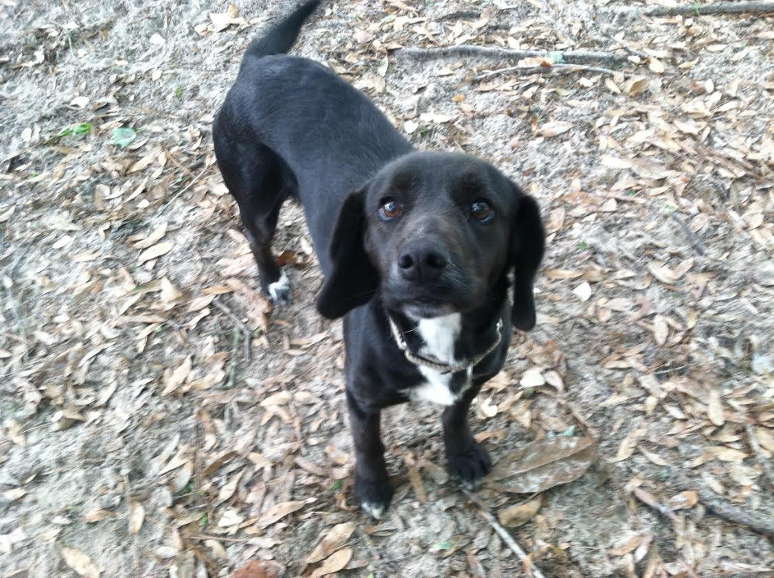 Dog for adoption - MISTY, a Beagle & Black Labrador Retriever Mix in