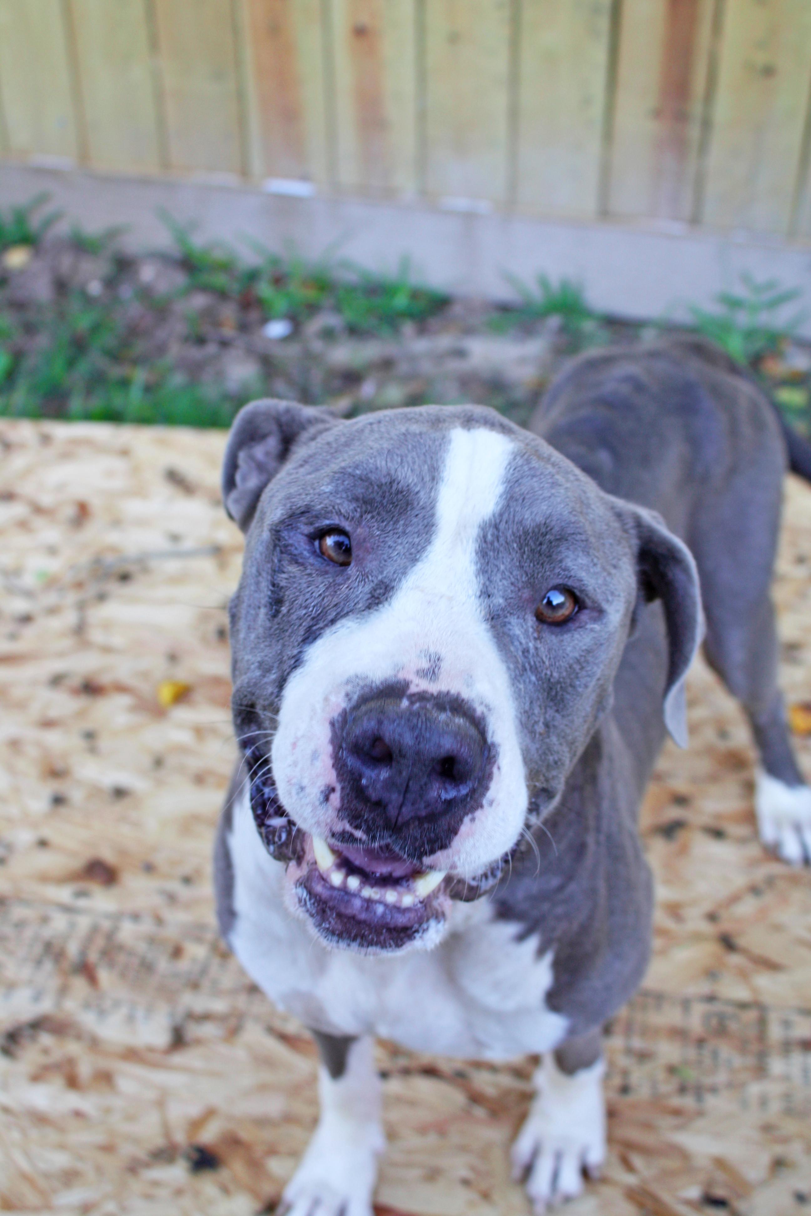 BoBo, an adoptable American Bulldog, Pit Bull Terrier in Hillister, TX, 77624 | Photo Image 2