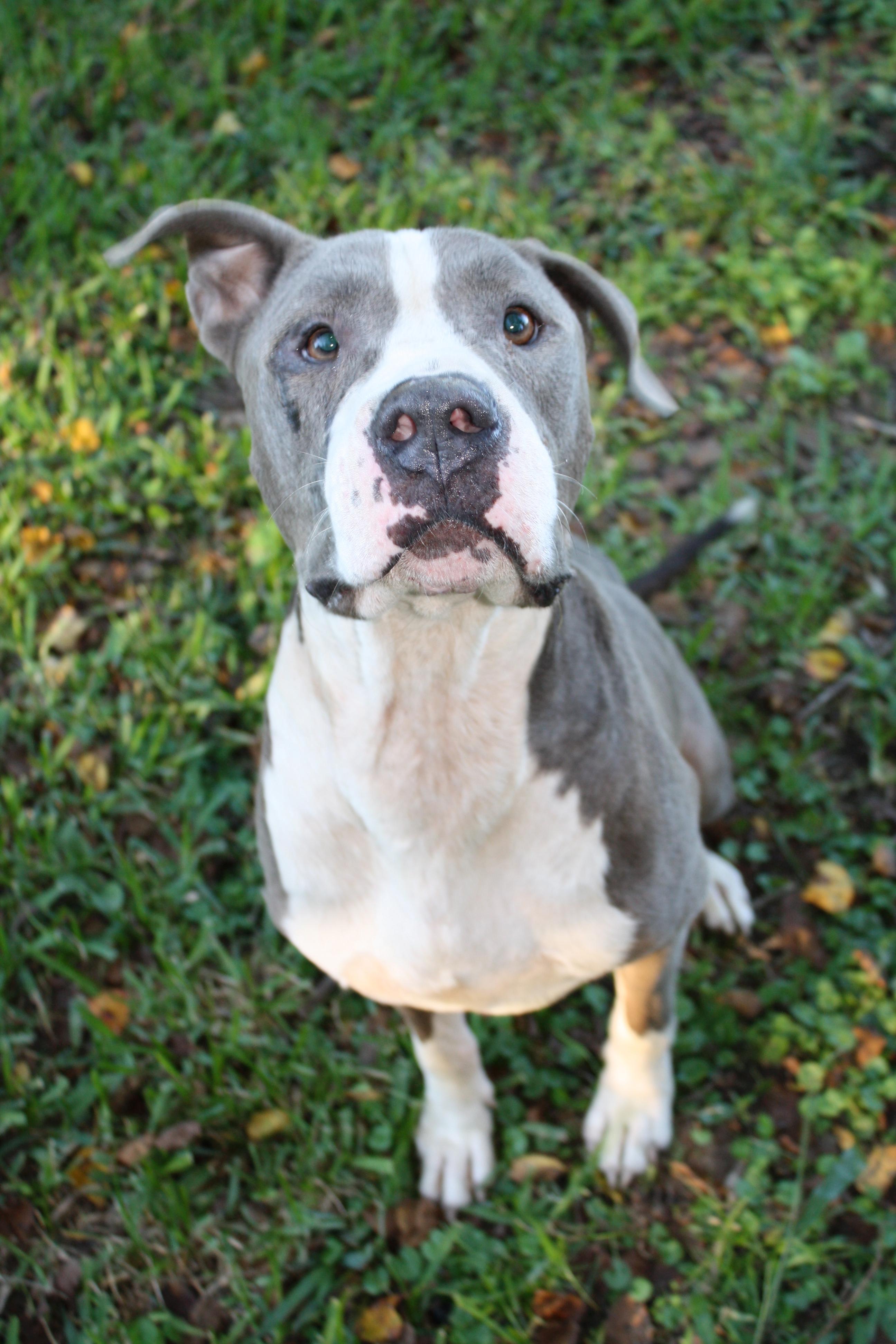 BoBo, an adoptable American Bulldog, Pit Bull Terrier in Hillister, TX, 77624 | Photo Image 3