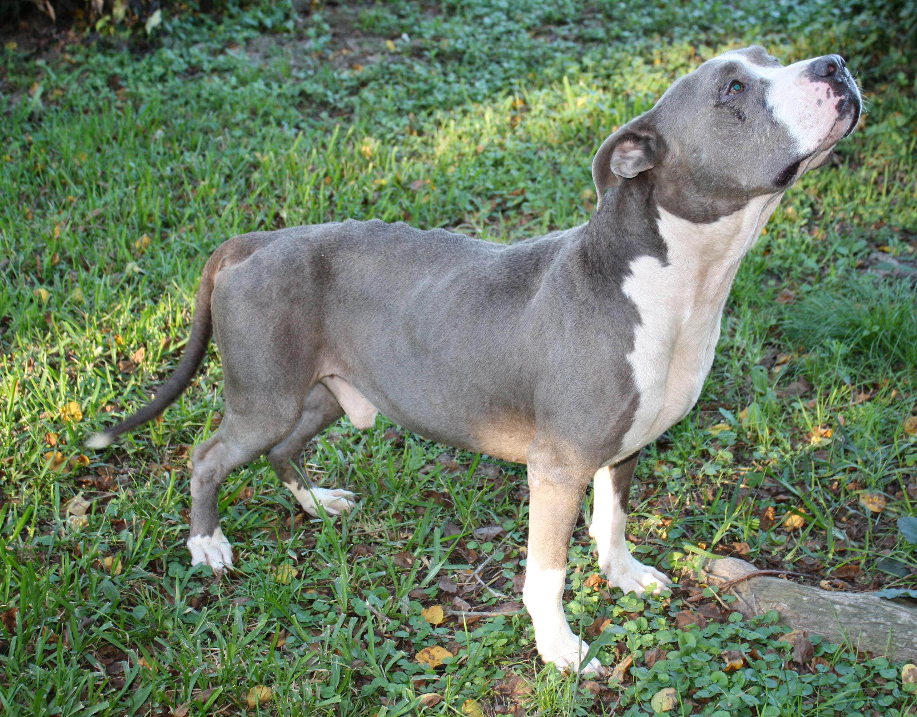 BoBo, an adoptable American Bulldog, Pit Bull Terrier in Hillister, TX, 77624 | Photo Image 1