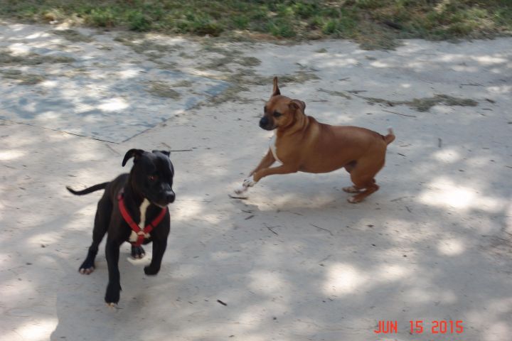 Dog For Adoption Magda An English Bulldog Black Mouth Cur Mix In Santa Rosa Beach Fl Petfinder