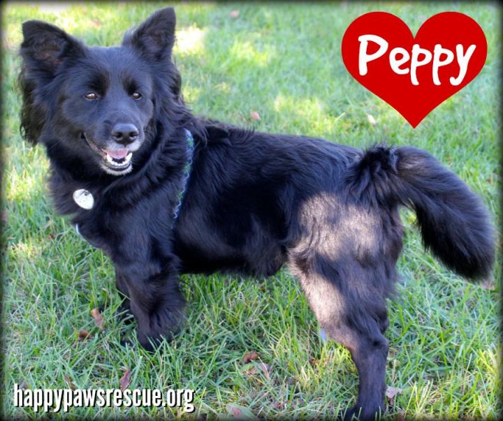 Peppy, an adopted Spaniel & Corgi Mix in South Plainfield, NJ_image-2