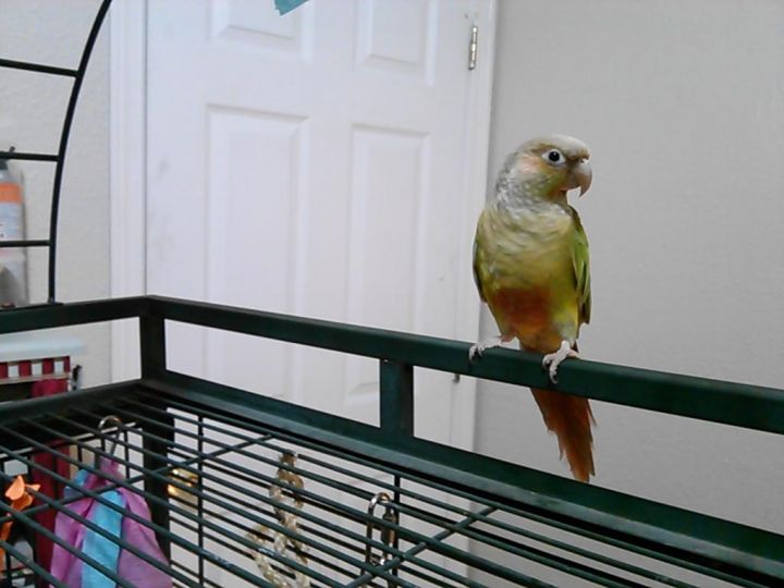 Two pineapple green cheek conures 2