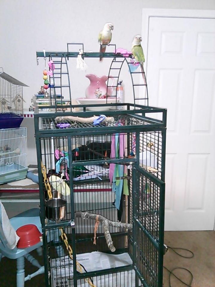 Two pineapple green cheek conures 3