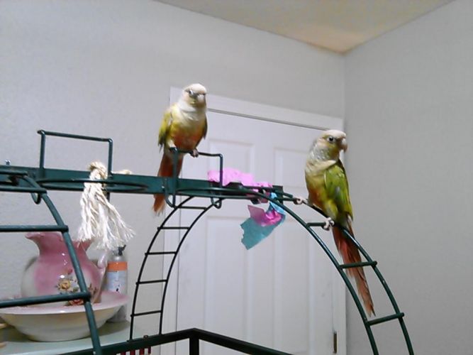 Two pineapple green cheek conures