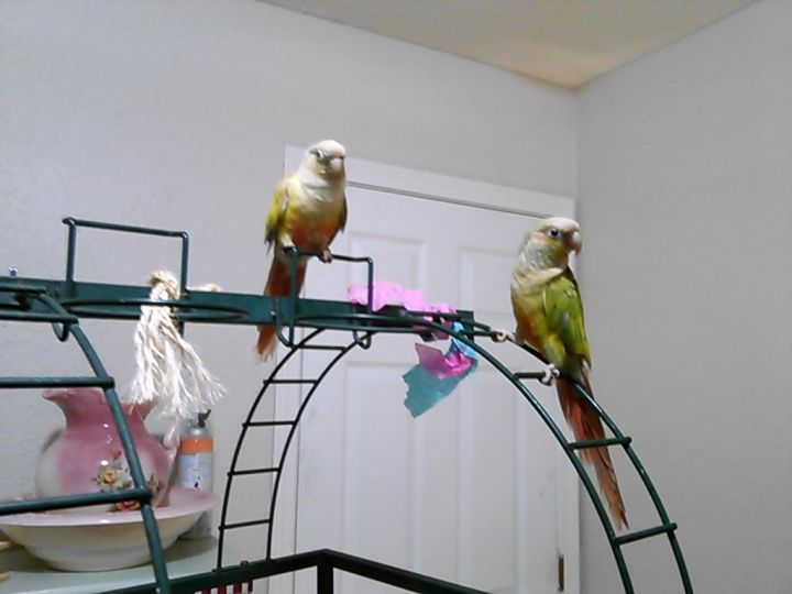 Two pineapple green cheek conures 1