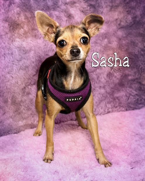 Sasha detail page