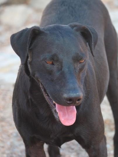 Wes Craven, an adoptable Terrier, Labrador Retriever in Wynne, AR, 72396 | Photo Image 2