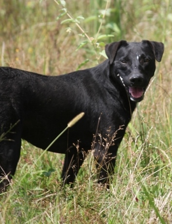 Wes Craven, an adoptable Terrier, Labrador Retriever in Wynne, AR, 72396 | Photo Image 3