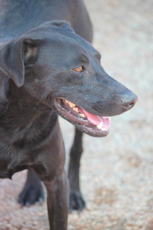 Wes Craven, an adoptable Terrier, Labrador Retriever in Wynne, AR, 72396 | Photo Image 4