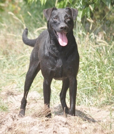 Wes Craven, an adoptable Terrier, Labrador Retriever in Wynne, AR, 72396 | Photo Image 1