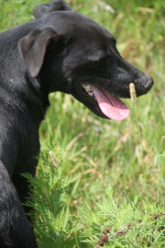 Wes Craven, an adoptable Terrier, Labrador Retriever in Wynne, AR, 72396 | Photo Image 5