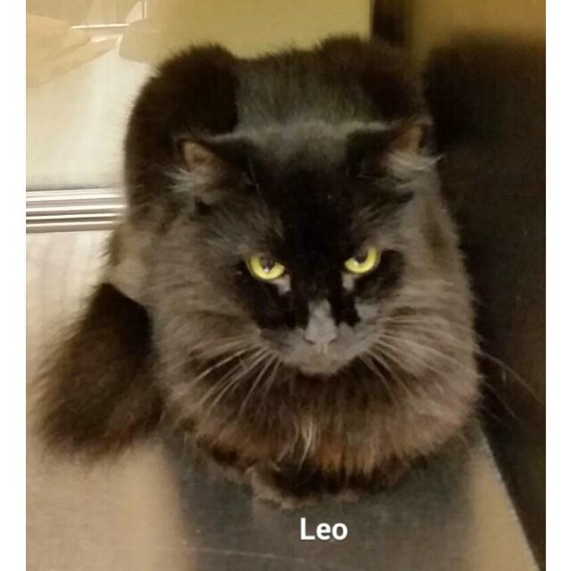 Leo 2