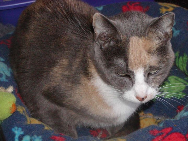 Cat For Adoption Fiona A Dilute Calico Domestic Short Hair