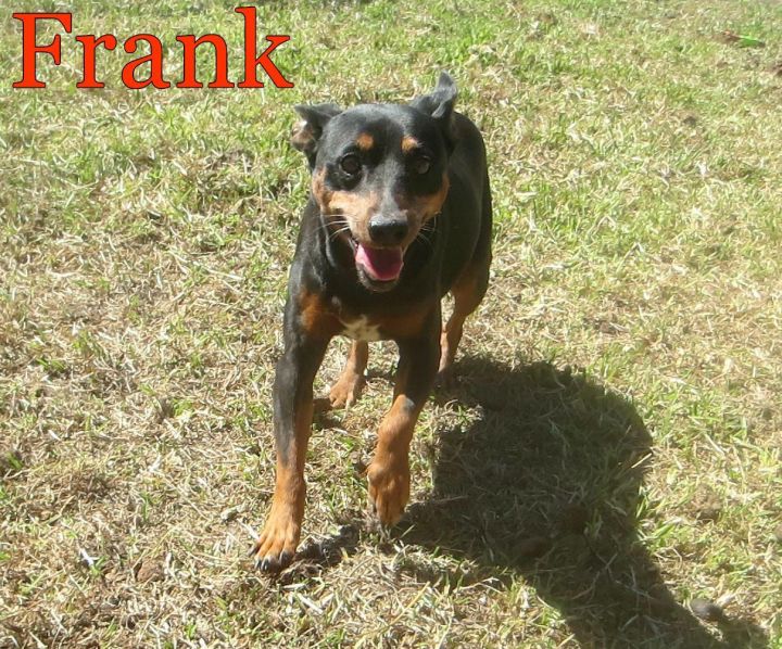 Frank 1