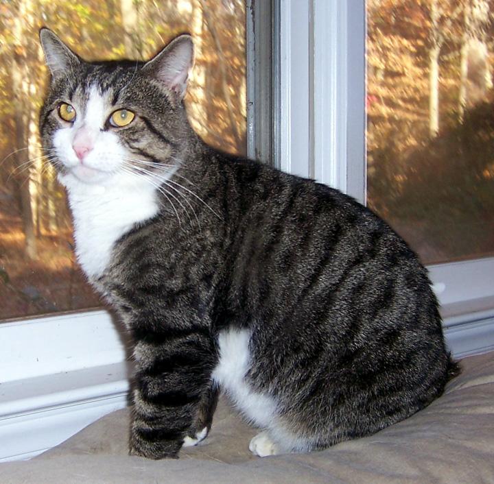 McLeod - NC, an adopted Manx in Liberty, NC_image-1