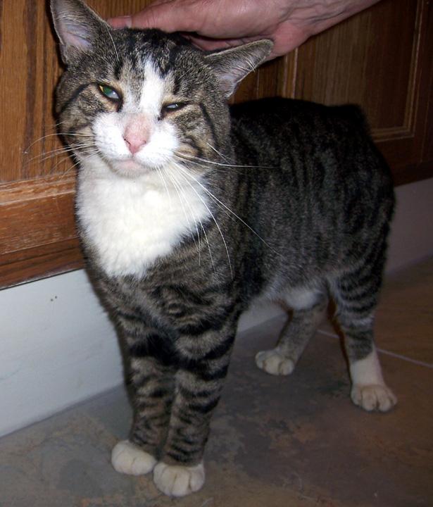 McLeod - NC, an adopted Manx in Liberty, NC_image-3