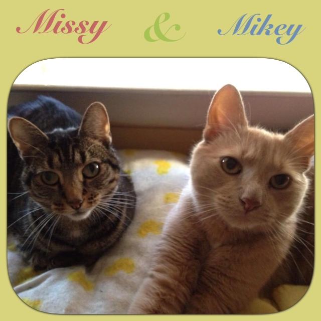 Mikey and Missy, an adoptable Domestic Short Hair in South Plainfield, NJ, 07080 | Photo Image 1