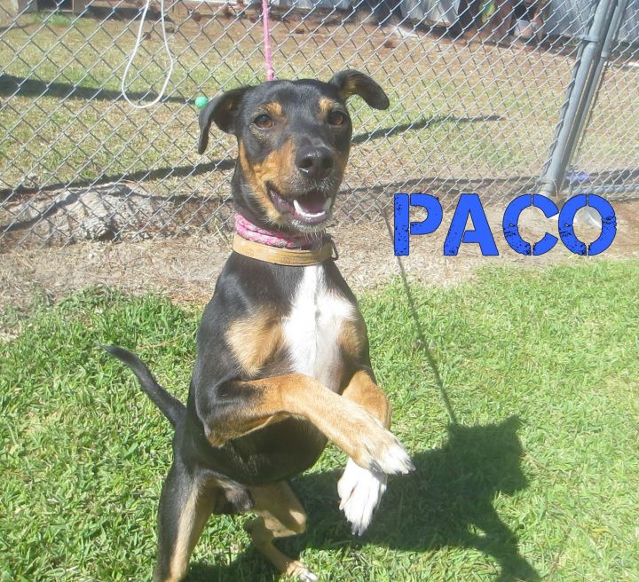 Paco 2