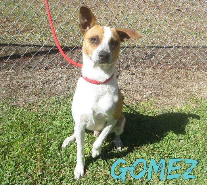 Gomez 1