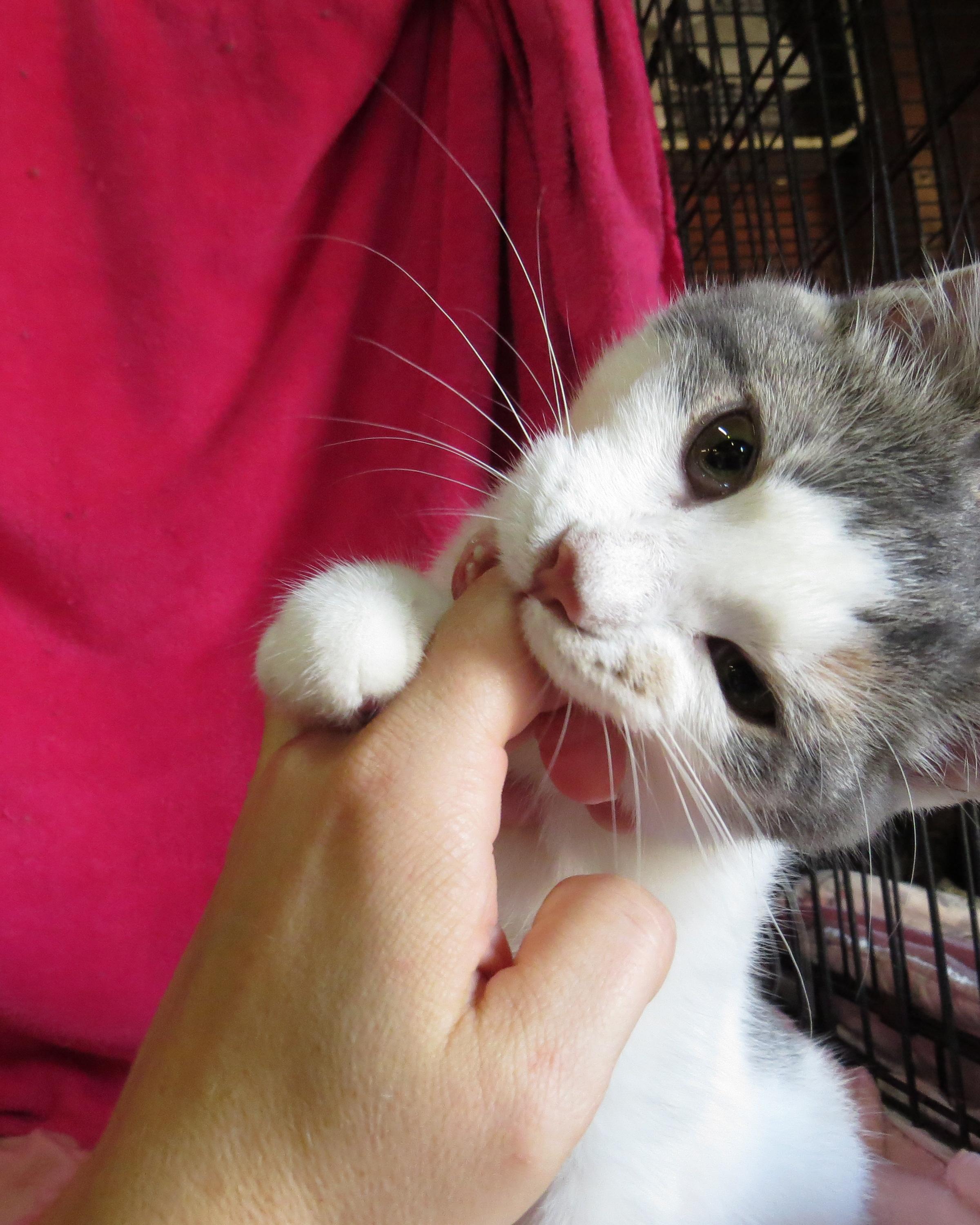 Bethany, an adoptable Dilute Calico in St. Marys, OH, 45885 | Photo Image 2