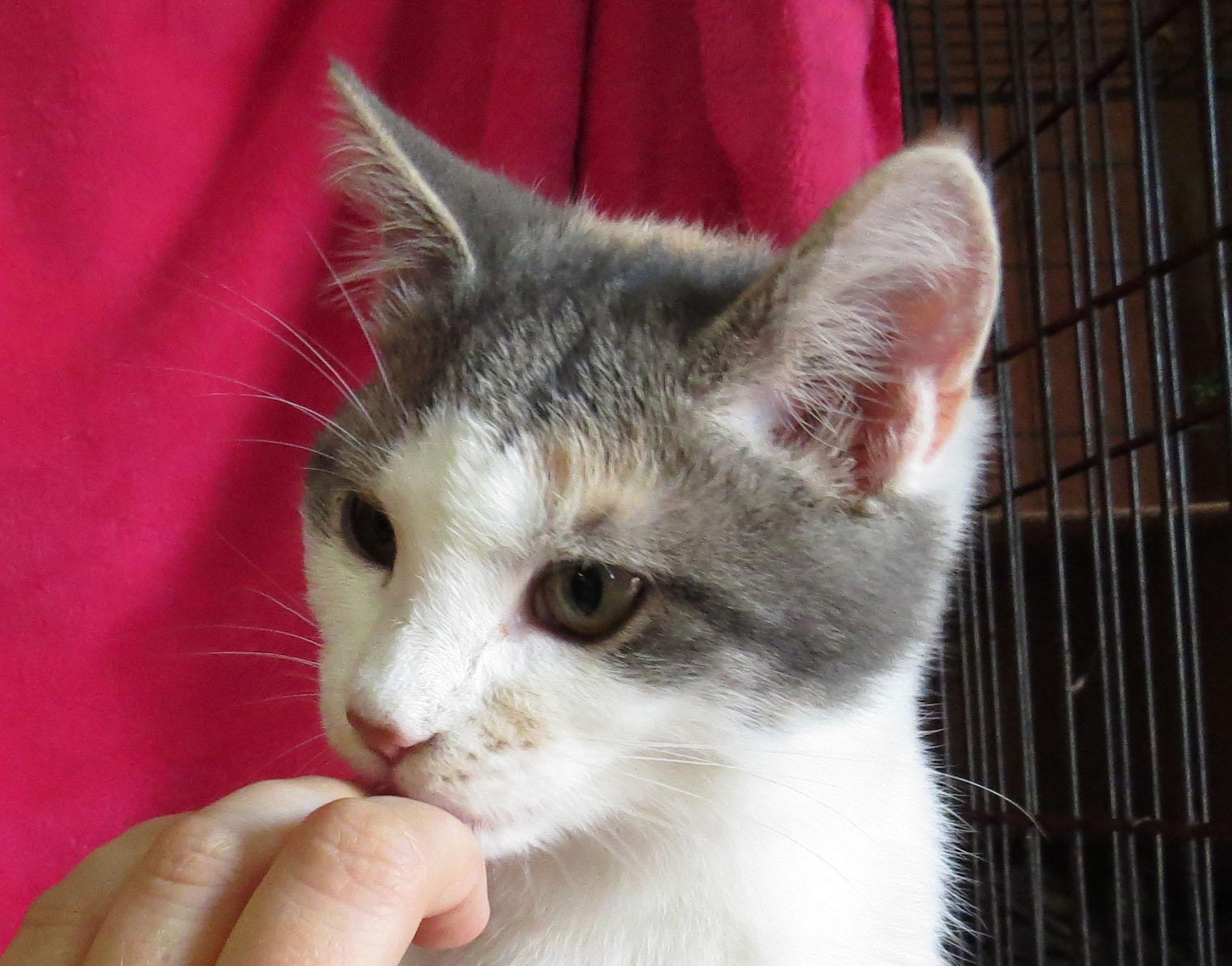 Bethany, an adoptable Dilute Calico in St. Marys, OH, 45885 | Photo Image 1