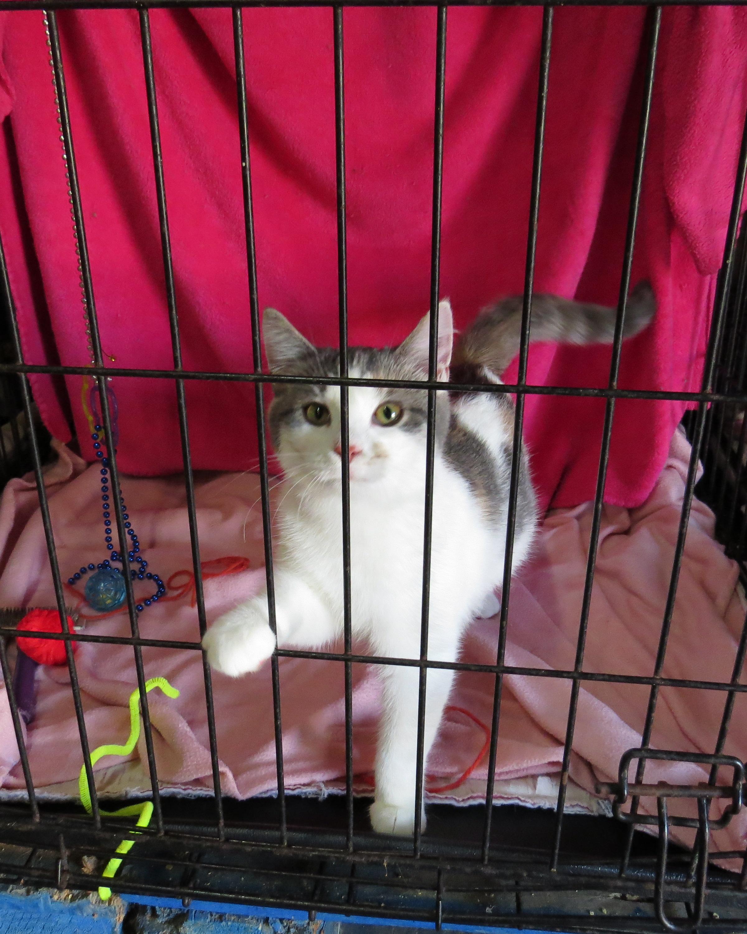 Bethany, an adoptable Dilute Calico in St. Marys, OH, 45885 | Photo Image 3